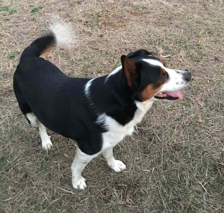 Photo of Buddy