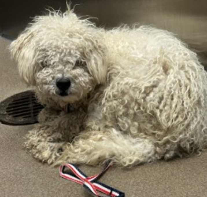 Photo of Harry- Rescue Only