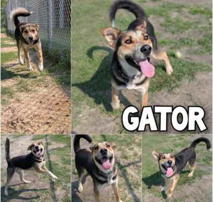 Photo of Gator