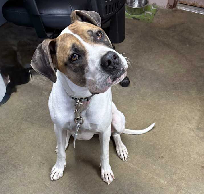 Photo of MARMADUKE
