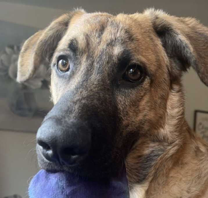 Photo of Bear