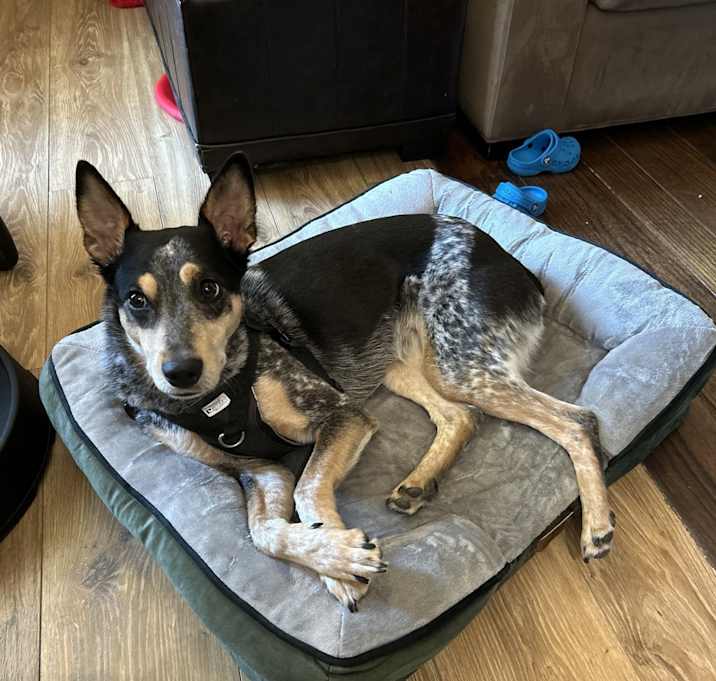 Photo of Indie