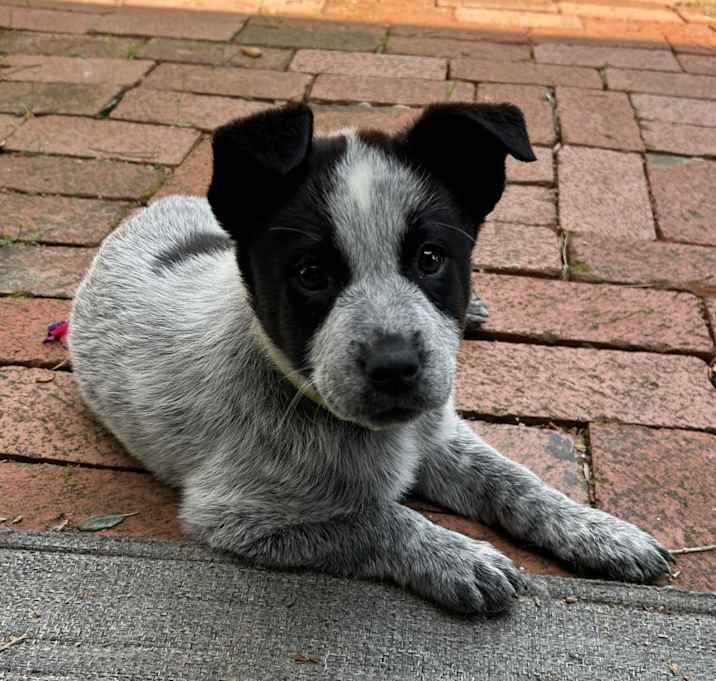 Photo of Koda