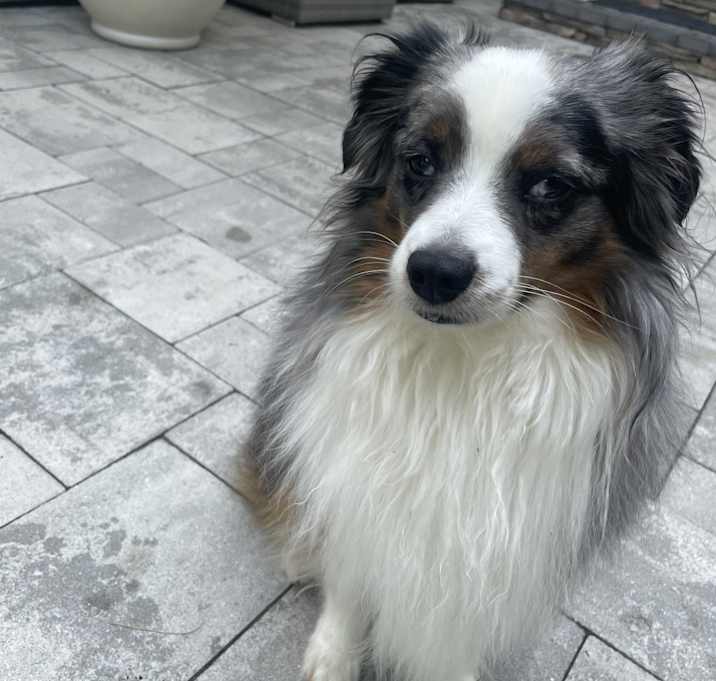 Photo of Rocky