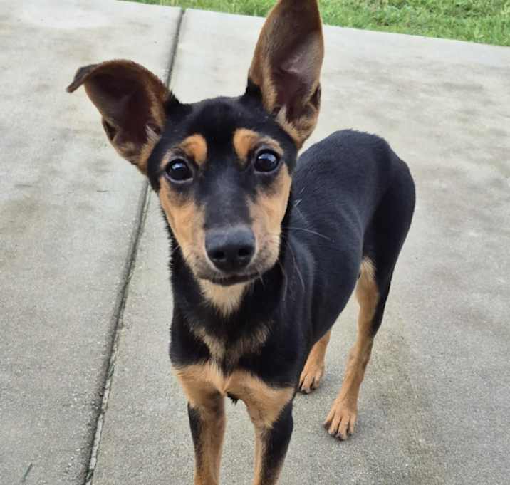 Photo of Rue