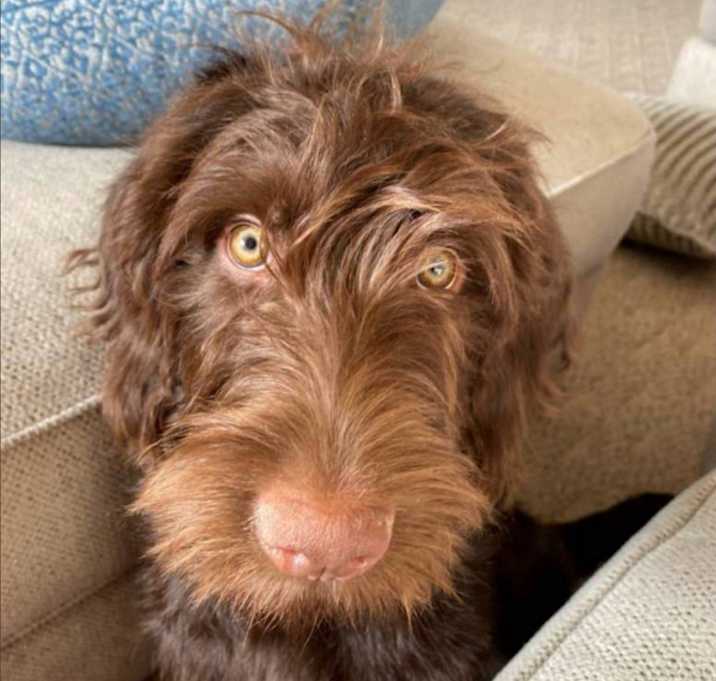 Photo of Copper