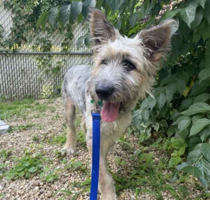 Photo of Willow