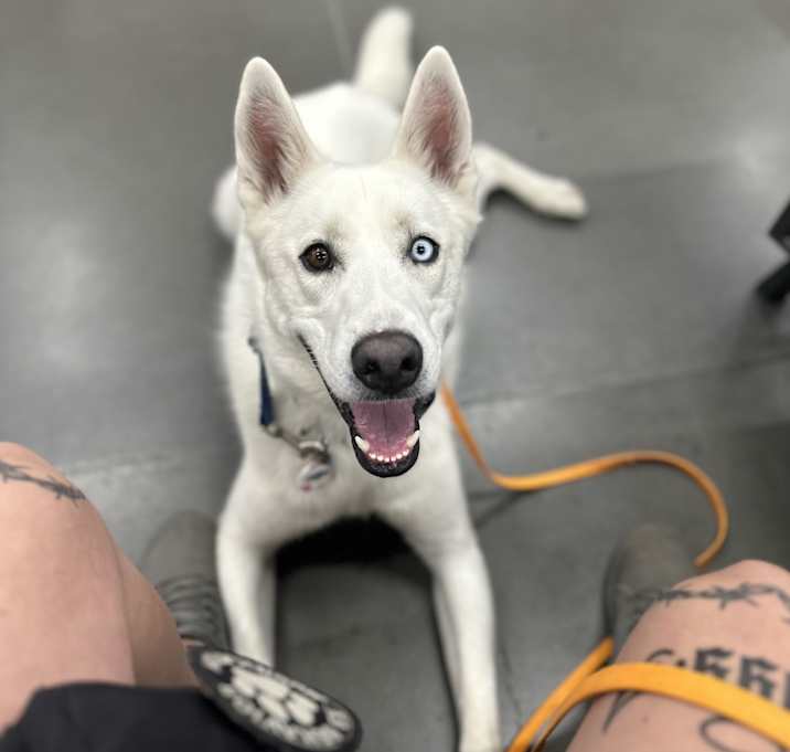 Photo of Trooper