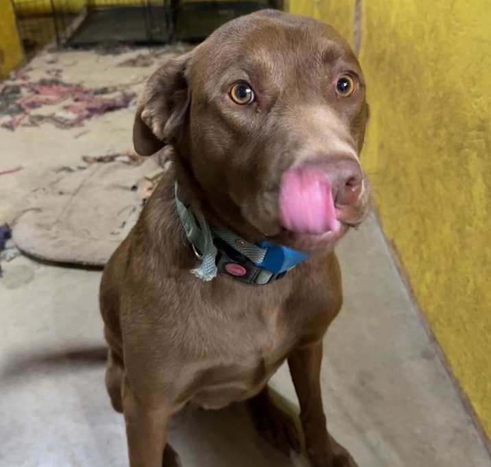 Photo of Maple