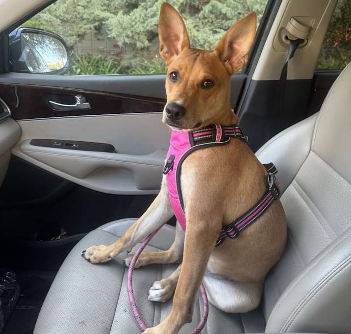 Photo of Nala
