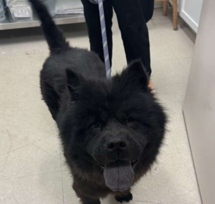 Photo of Bear