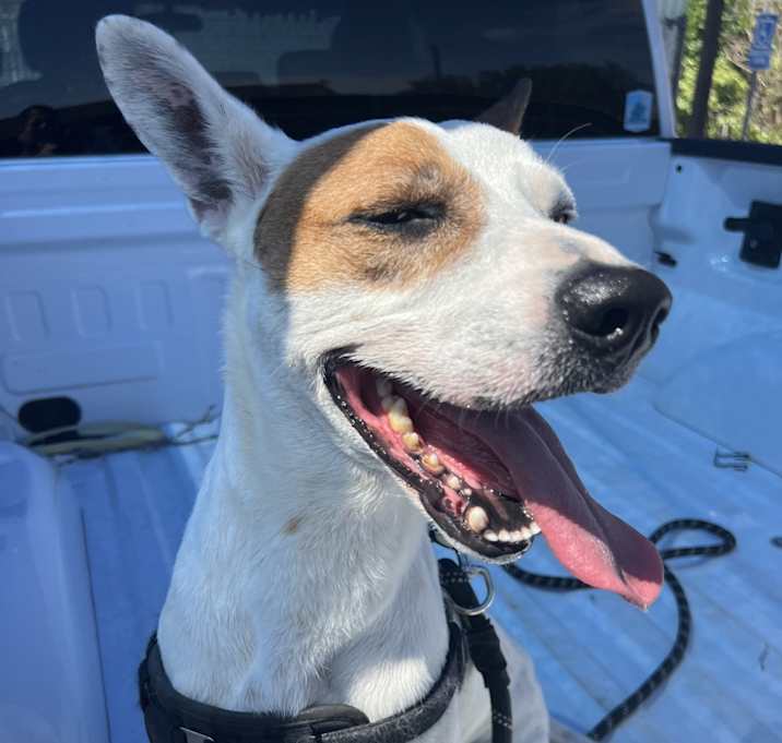 Photo of Angus