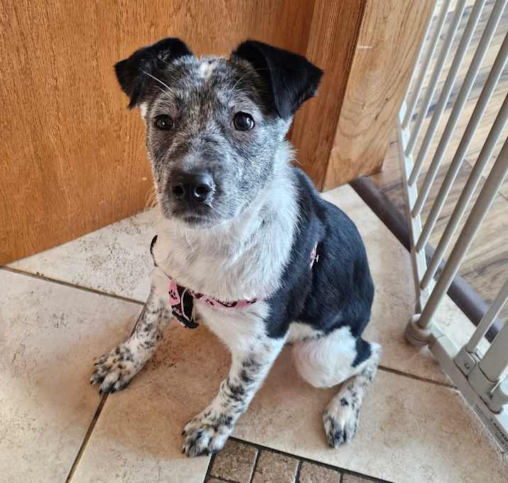 Photo of June Bug