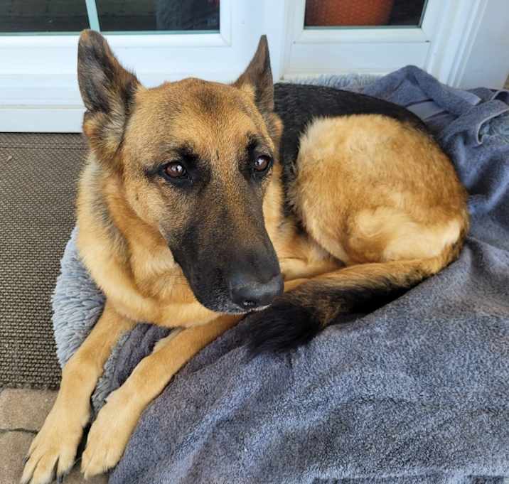 Photo of Honey Bear