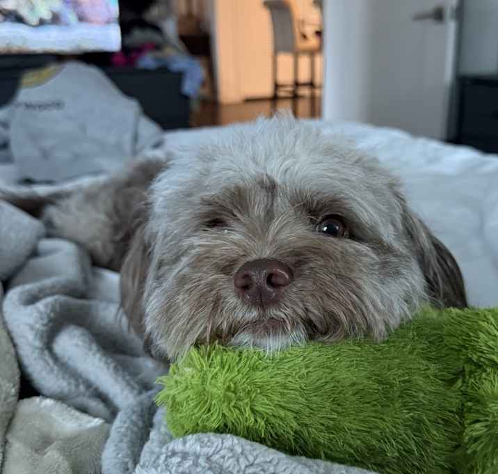 Photo of Nova