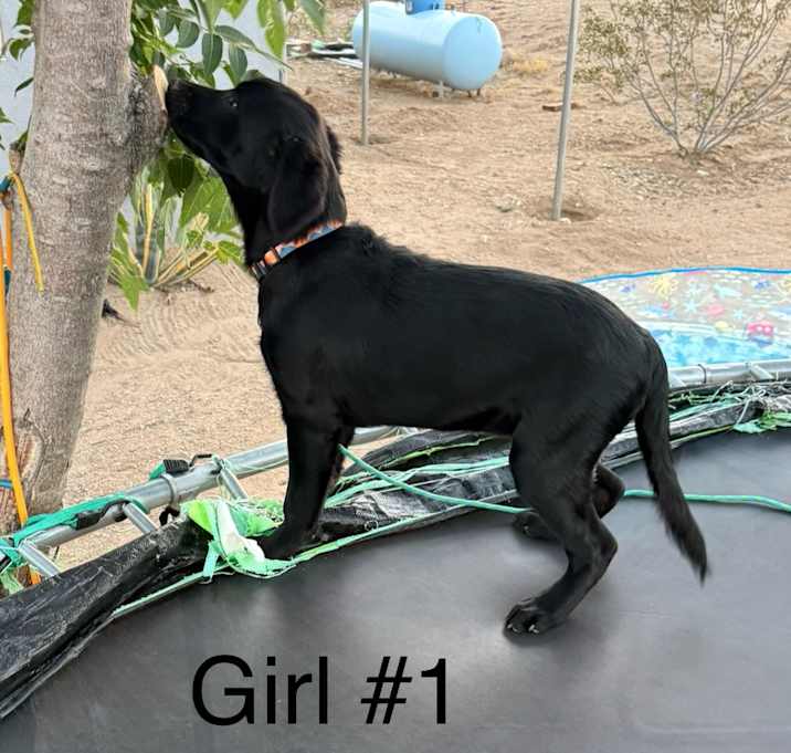 Photo of Puppies ( 2 girls)