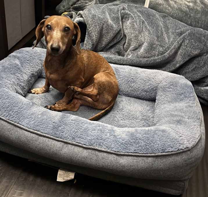 Photo of Peanut