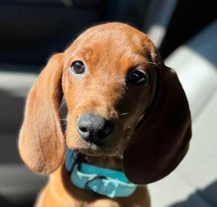 Photo of Odette (GA)