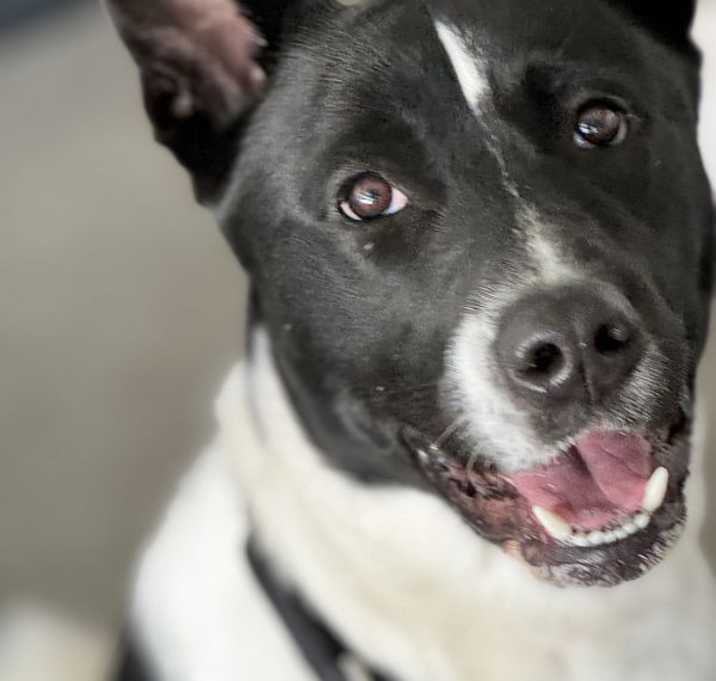 Photo of Blitz