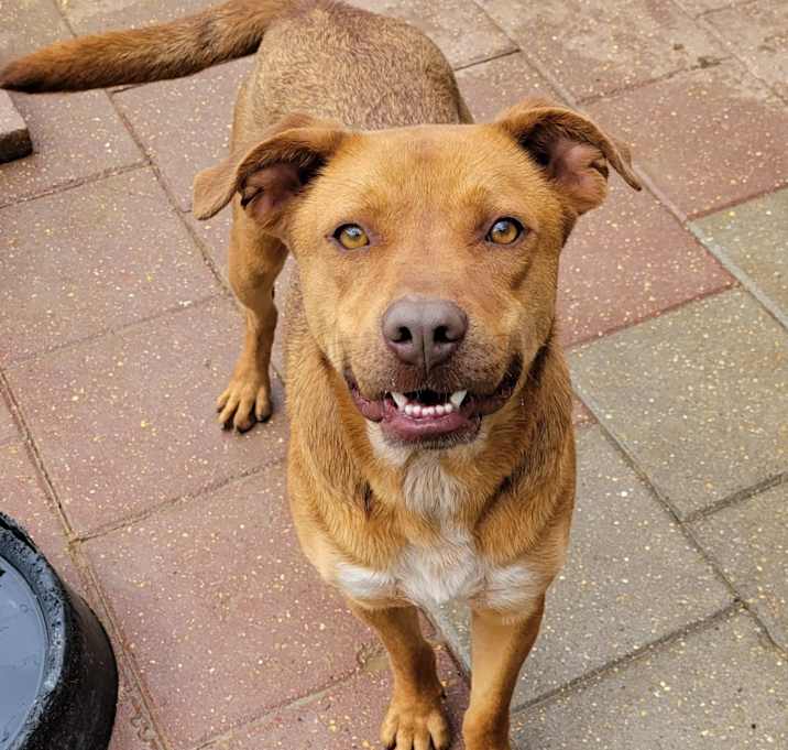 Photo of Nipper