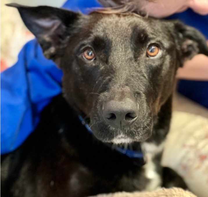 Photo of Lucky the Love