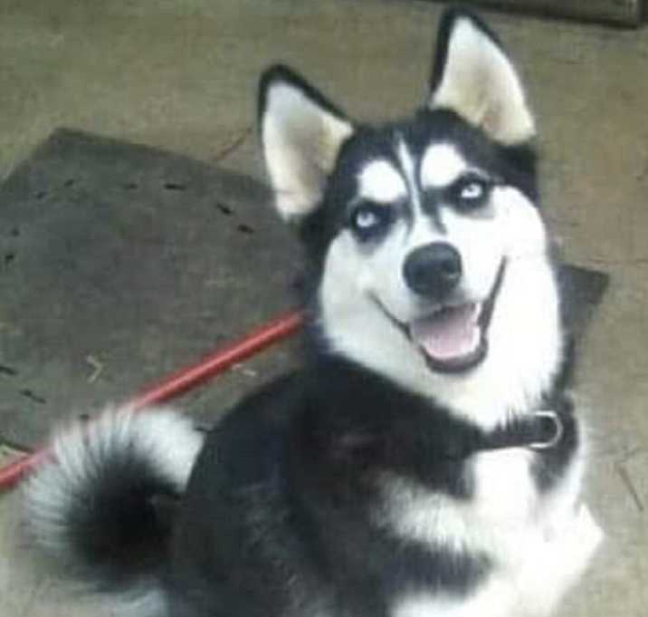 Photo of Frosty
