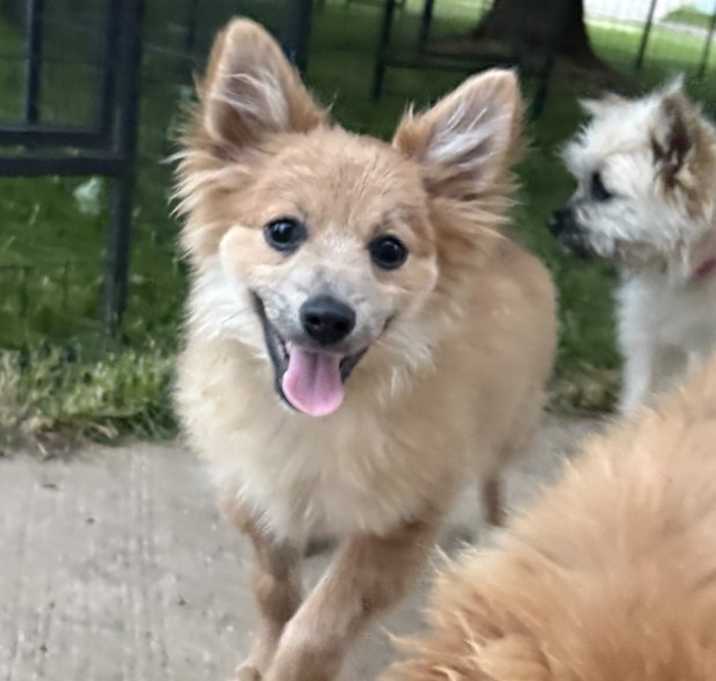Photo of Foxtrot