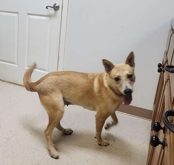 Photo of MAPLE
