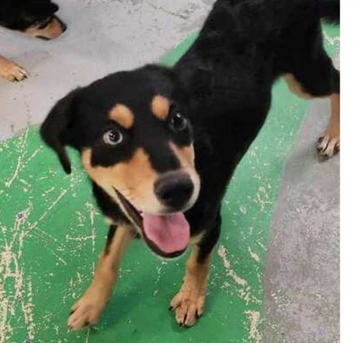 Photo of Trevor ***RESCUE CENTER***