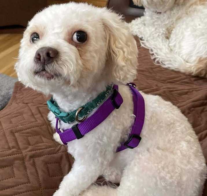 Photo of Curly D.