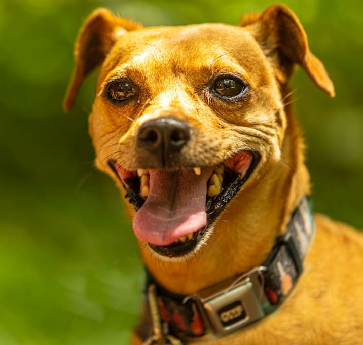 Photo of Skittles
