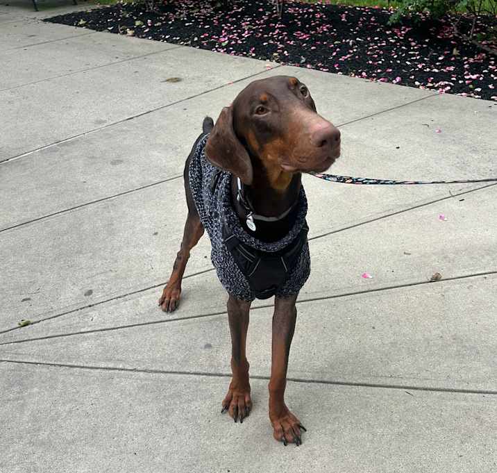 Photo of Rocky