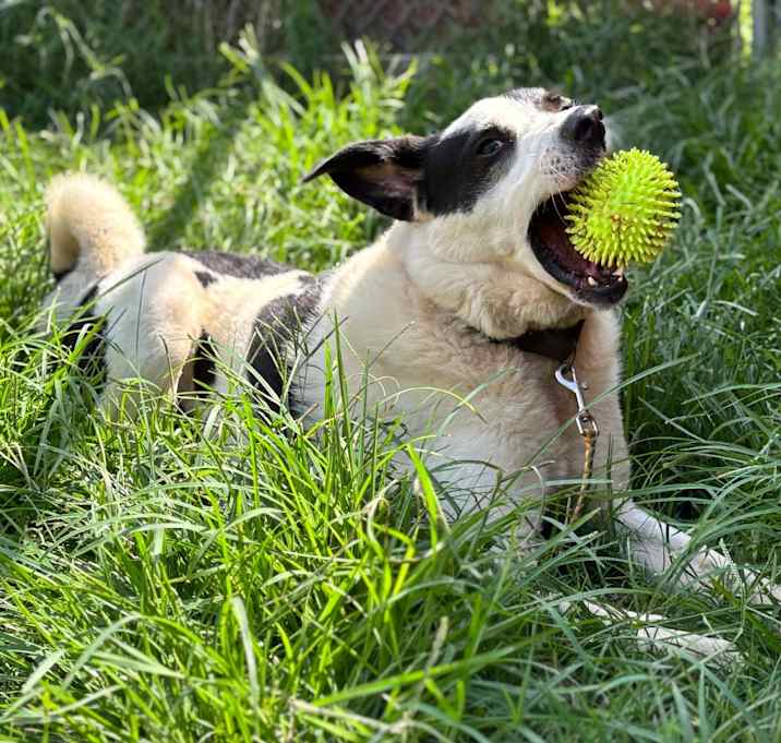 Photo of Shep