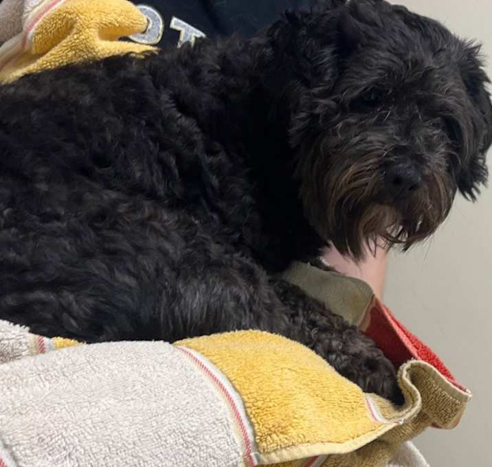 Photo of Smokey
