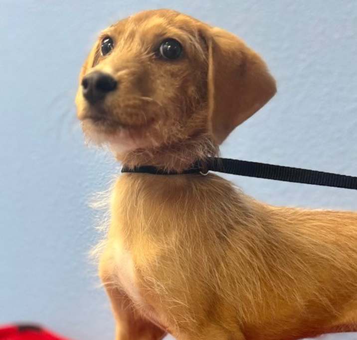 Photo of Pancake