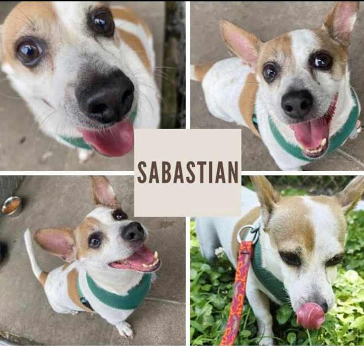 Photo of Sebastian