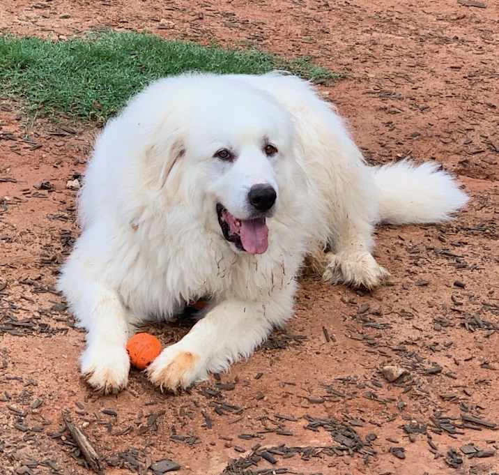 Photo of Bo