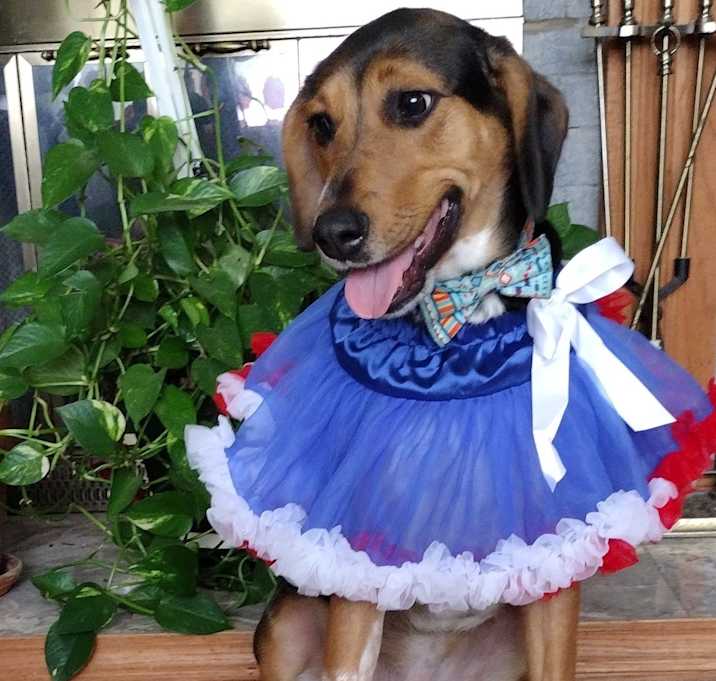 Photo of Cupcake