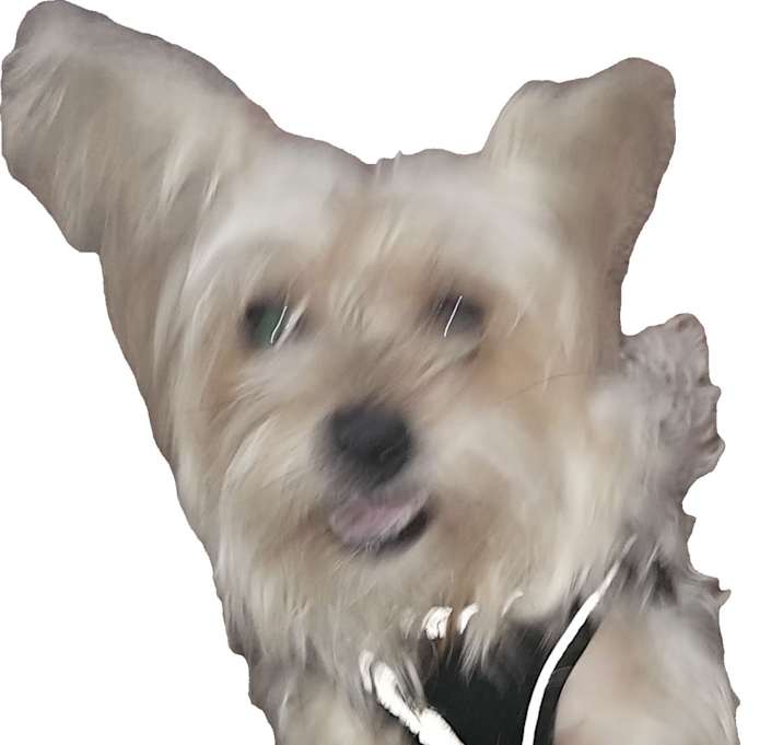 Photo of Phoenix