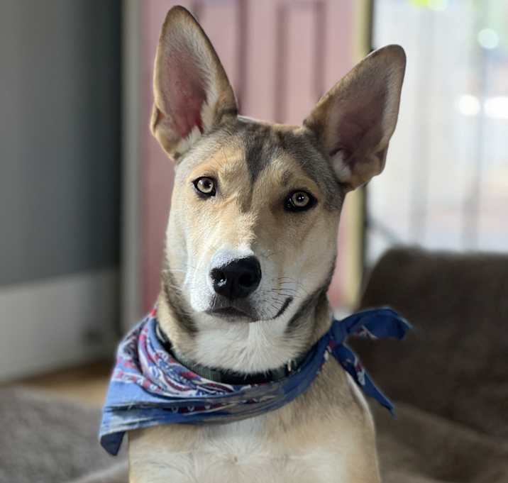 Photo of Ace