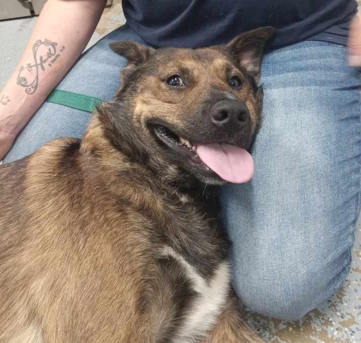 Photo of Cujo