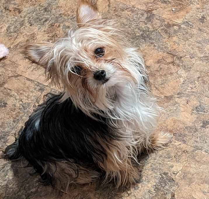 Photo of Lucky