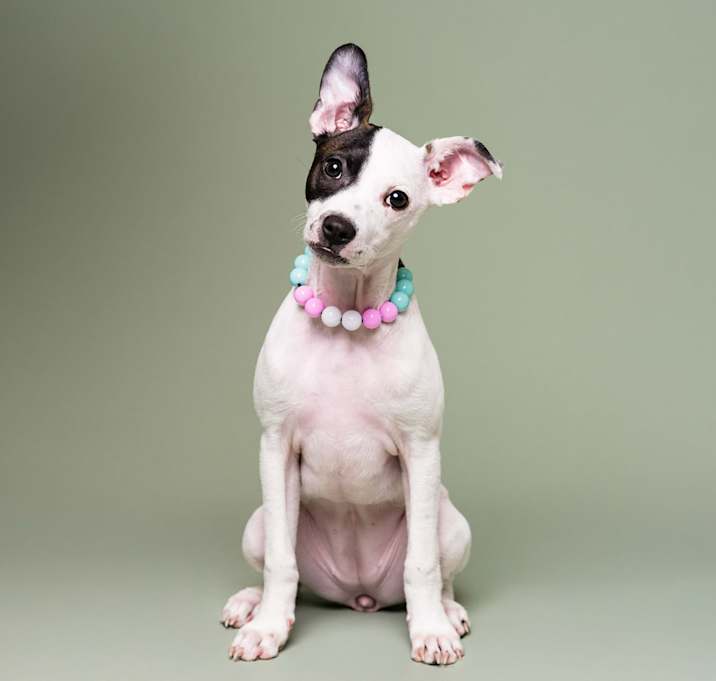 Photo of Penelope
