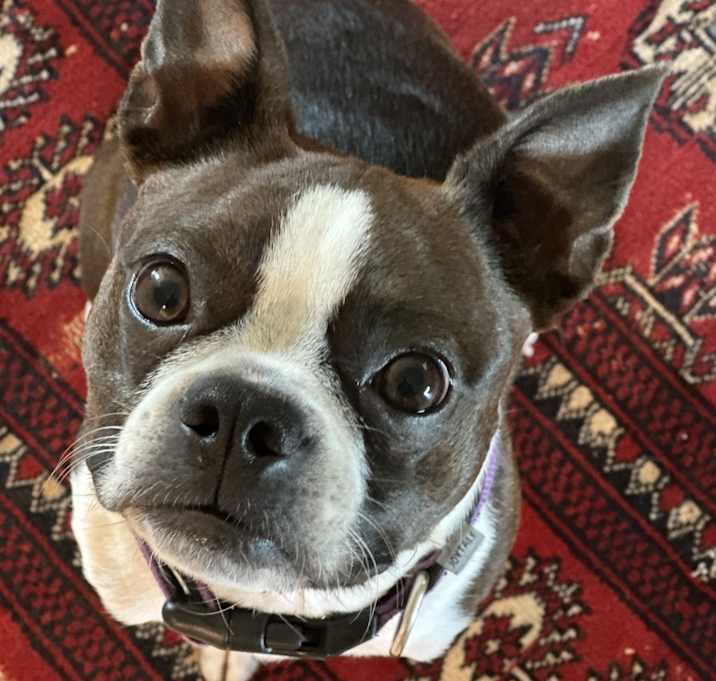 Photo of Mocha