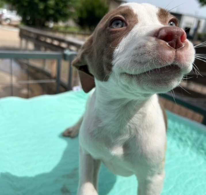 Photo of Atlas