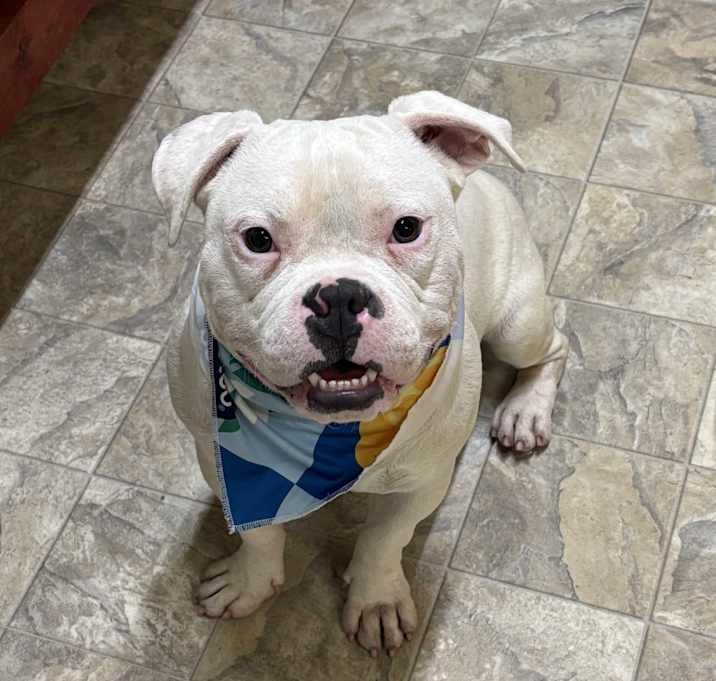 Photo of Yoda