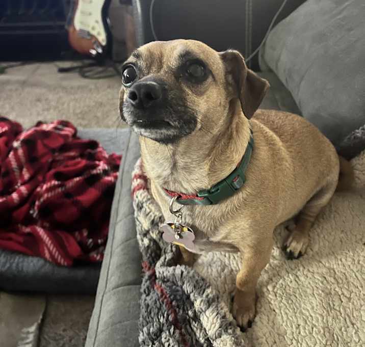 Photo of Birdie