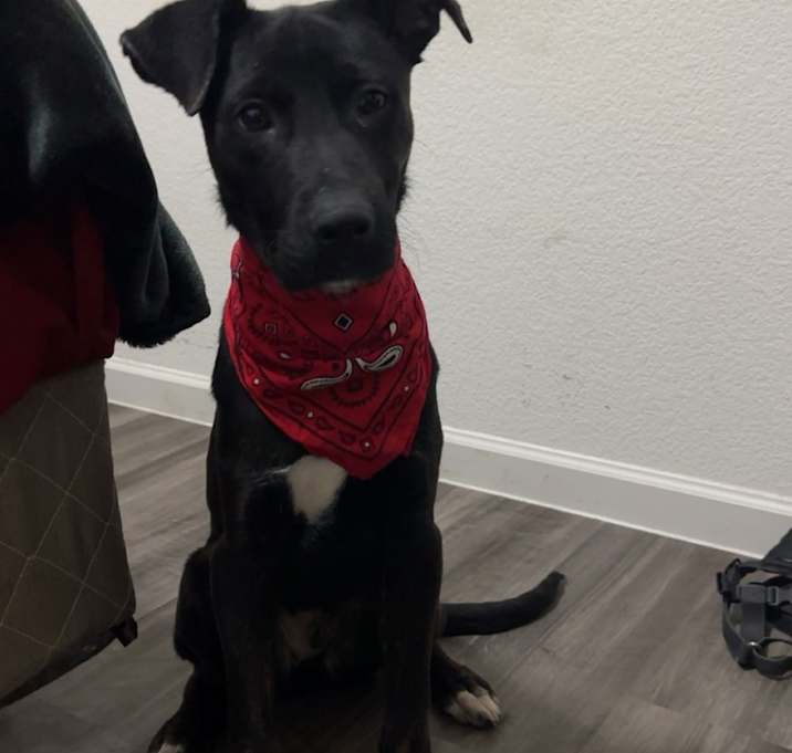 Photo of Bear
