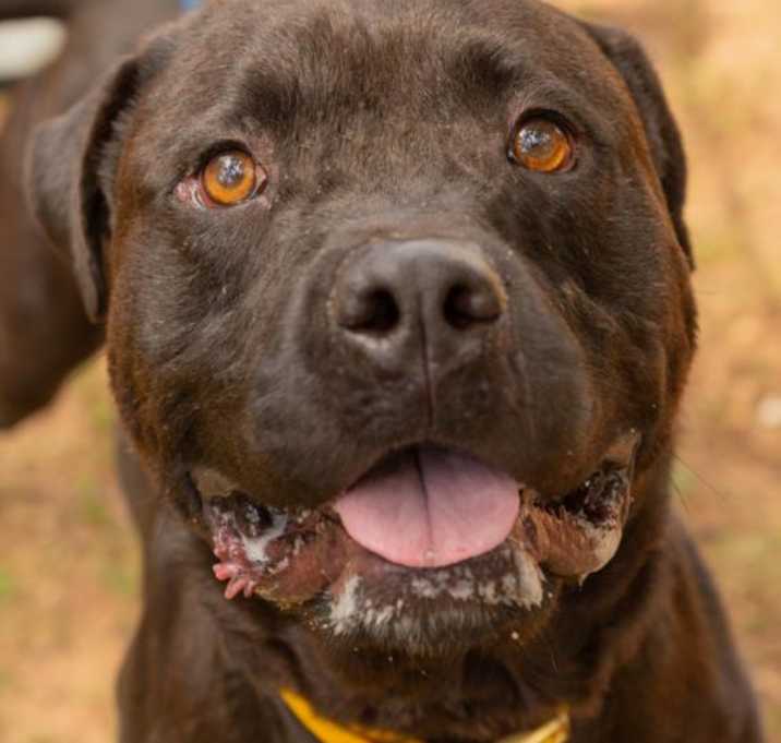 Photo of CAPONE