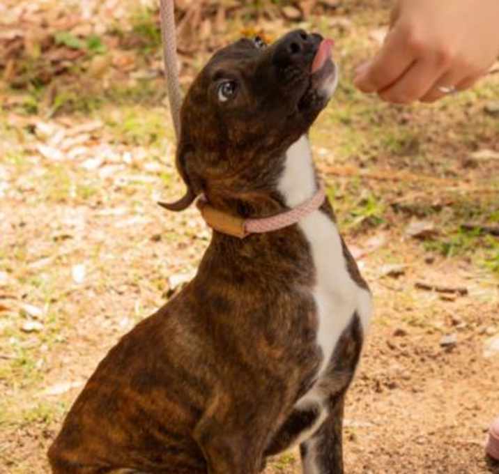 Photo of REESES